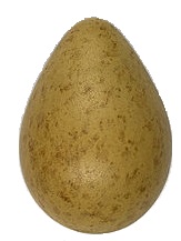 EggShape2