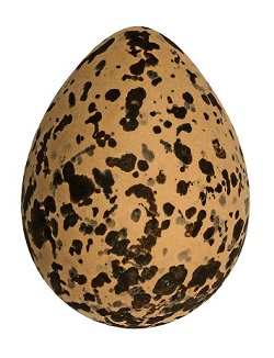 EggShape3