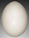 EggShape4